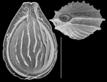 Cerebrina undulaticostata