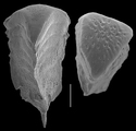 Chrysalidinella dimorpha, author: Le Coze, Franis