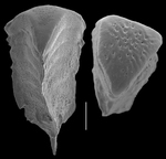 Chrysalidinella dimorpha