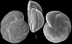 Cibicides pseudolobatulus