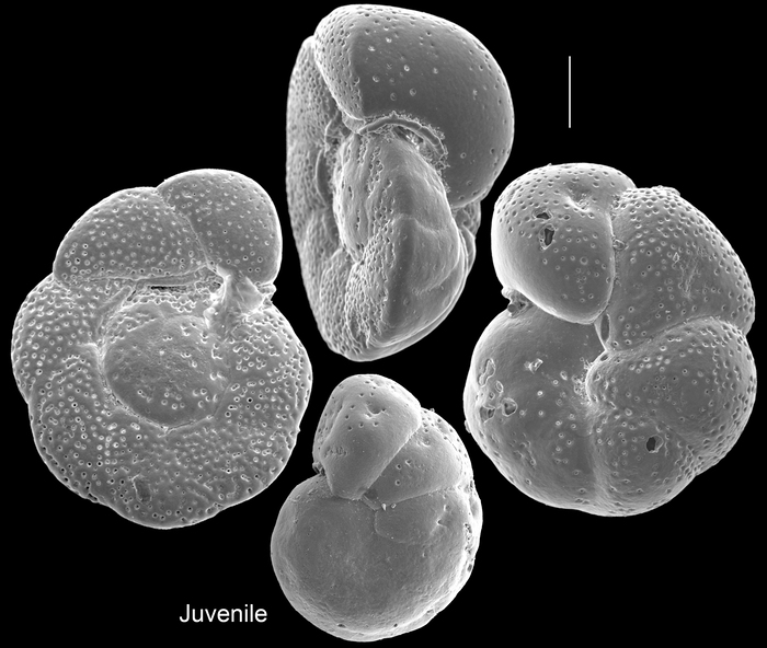 Cibicides tabaensis Cibicides tabaensis