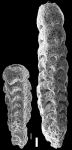 Clavulina difformis
