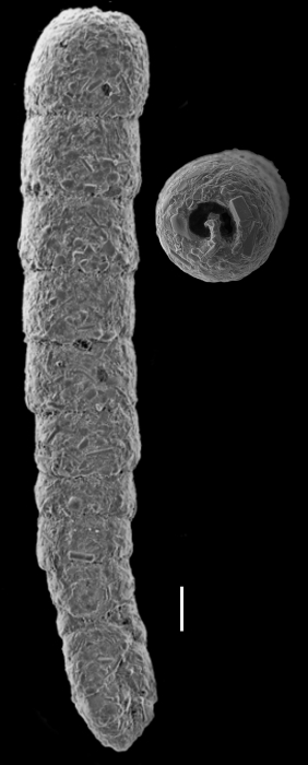 Clavulina multicamerata Clavulina multicamerata