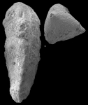 Clavulina subangularis