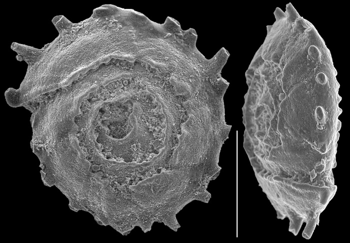 Conicospirillinoides intricatus Conicospirillinoides intricatus