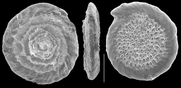 Conicospirillinoides semidecoratus Conicospirillinoides semidecoratus