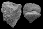 Connemarella rudis