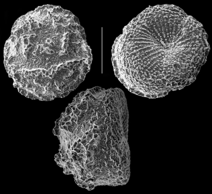 Conorbella pulvinata Conorbella pulvinata