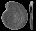 Cornuspira foliacea