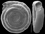 Cornuspira involvens
