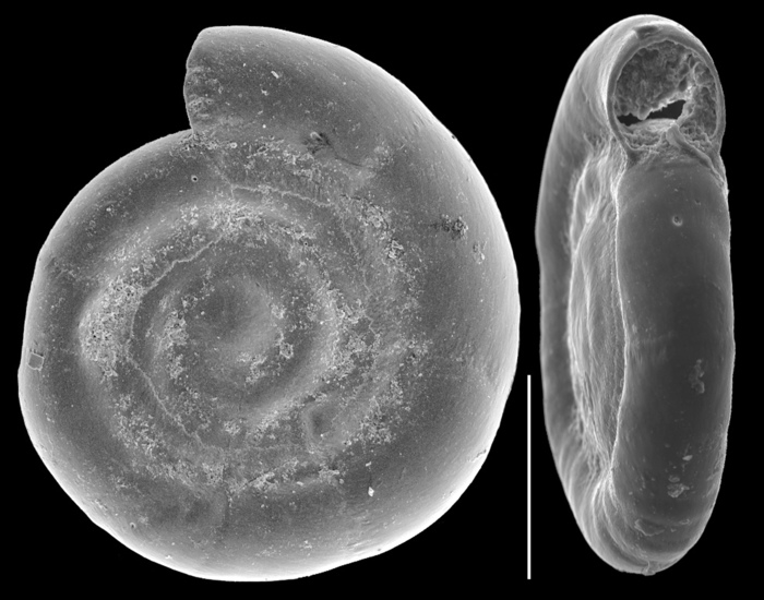 Cornuspira planorbis Cornuspira planorbis