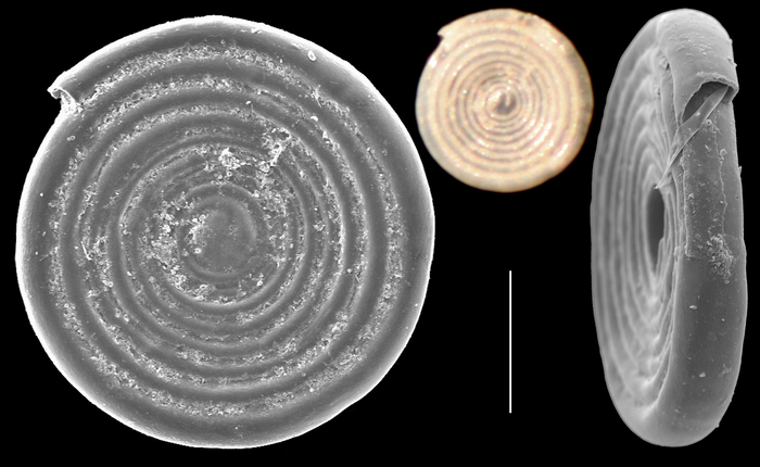 Cornuspira polygyra Cornuspira polygyra