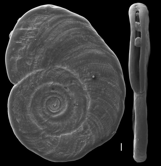 Cornuspiroides striolatus Cornuspiroides striolatus