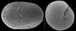 Cribrobaggina reniformis