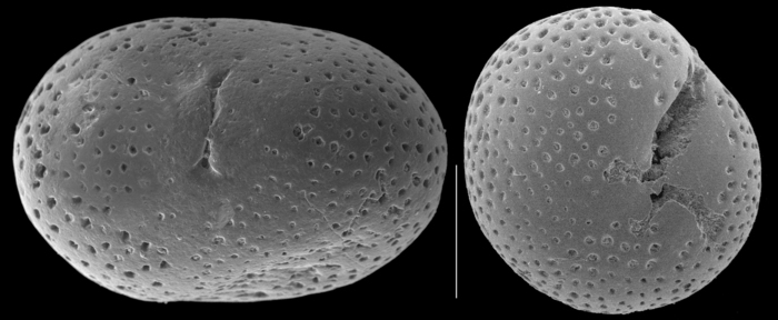 Cribrobaggina reniformis Cribrobaggina reniformis