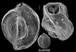 Cribrolinoides curta