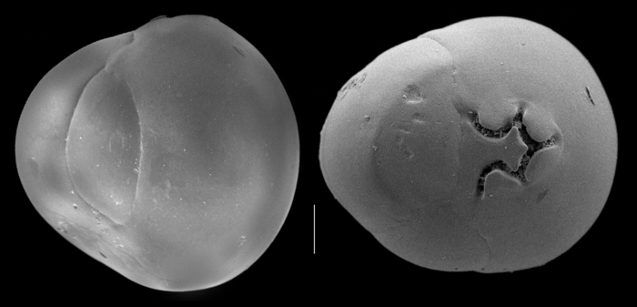 Cribromiliolinella subvalvularis Cribromiliolinella subvalvularis