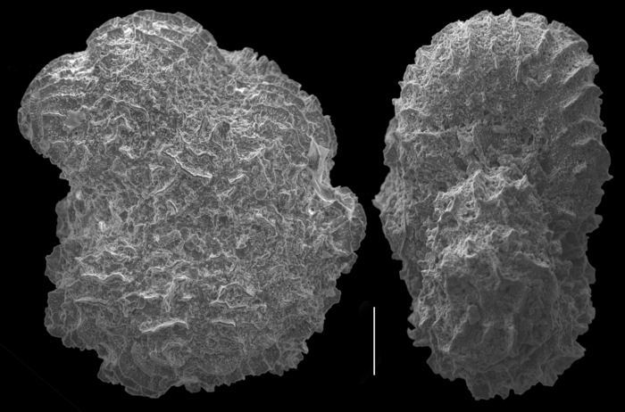 Cristatavultatus pacificus Cristatavultatus pacificus