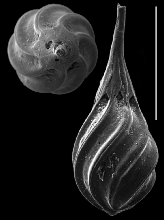Cushmanina spiralis Cushmanina spiralis
