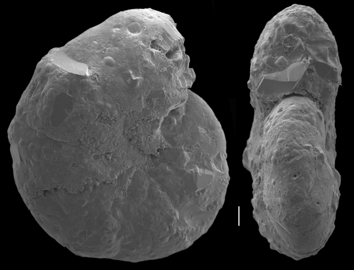 Cyclammina subtrullissata Cyclammina subtrullissata