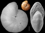 Cyclammina trullissata