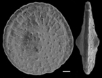 Cycloclypeus carpenteri