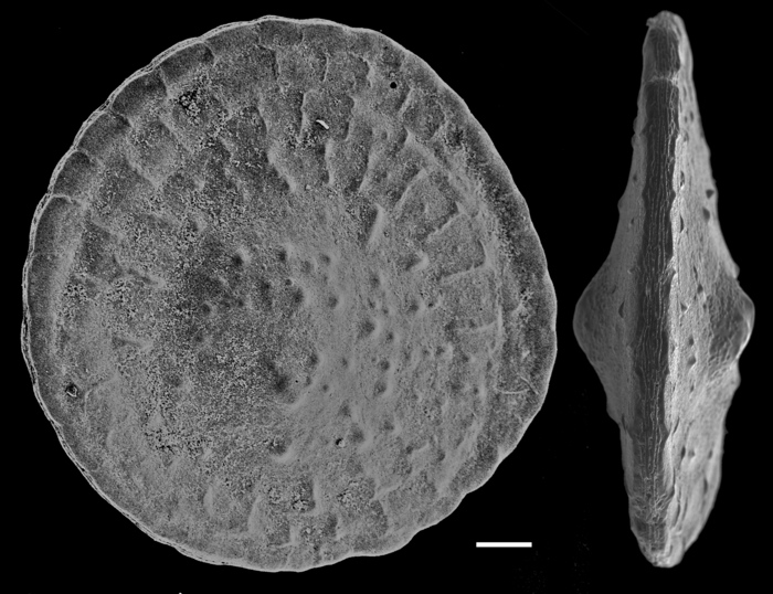 Cycloclypeus carpenteri Cycloclypeus carpenteri
