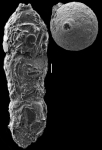 Cylindrociavulina bradyi