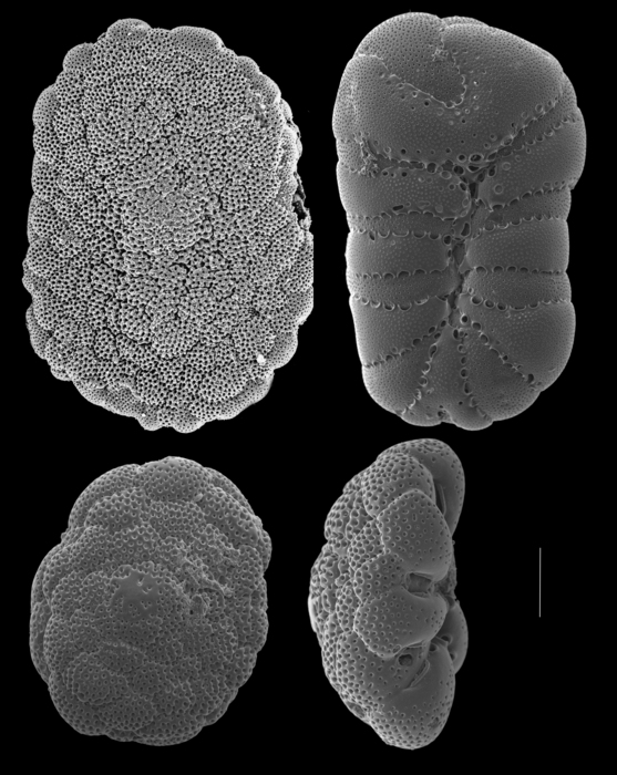 Cymbaloporella tabellaeformis Cymbaloporella tabellaeformis