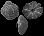 Cymbaloporetta bradyi