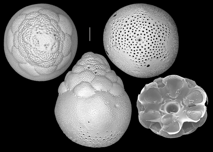 cymbaloporetta grandis cymbaloporetta grandis