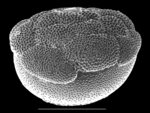 Cymbaloporetta plana