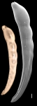 Dentalina decepta