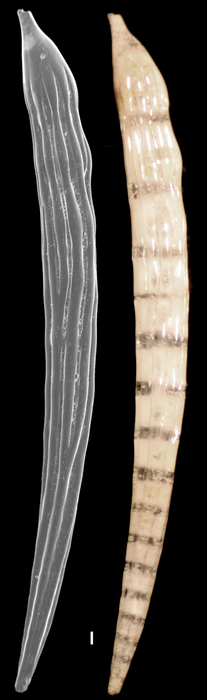 Dentalina vertebralis Dentalina vertebralis