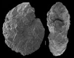 Discammina compressa
