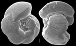 Discanomalina coronata