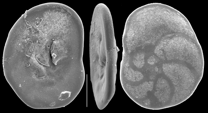 Discorbinella complanata Discorbinella complanata