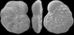 Discorynopsis agayoi