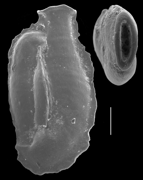 Edentostomina cultrata Edentostomina cultrata