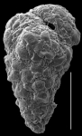 Eggerella australis