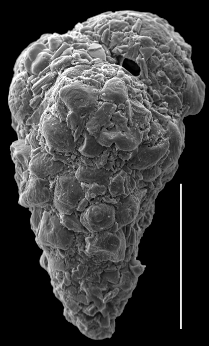 Eggerella australis Eggerella australis