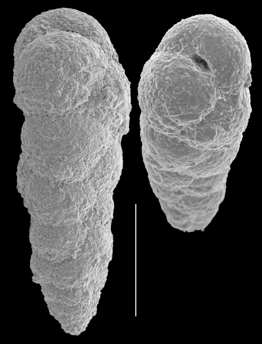 Eggerella pusilla