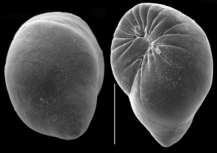 elongobula milletti elongobula milletti