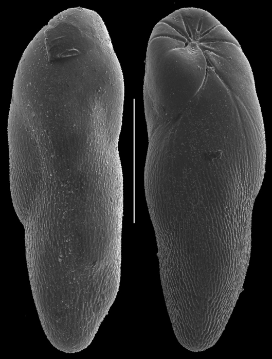 Elongobula parallela Elongobula parallela