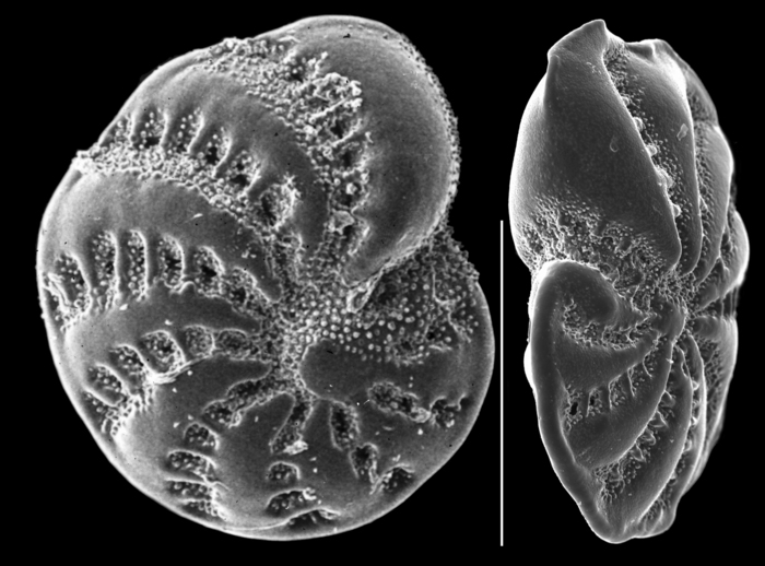 Elphidium botaniense Elphidium botaniense