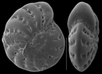 Elphidium charlottense