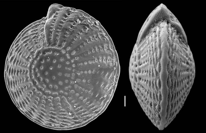 Elphidium batavum (Hofker 1968), unsequenced specimen,