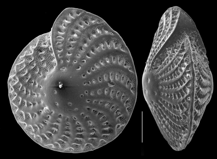 Elphidium crispum (Linne, 1758), unsequenced specimen, New Caledonia