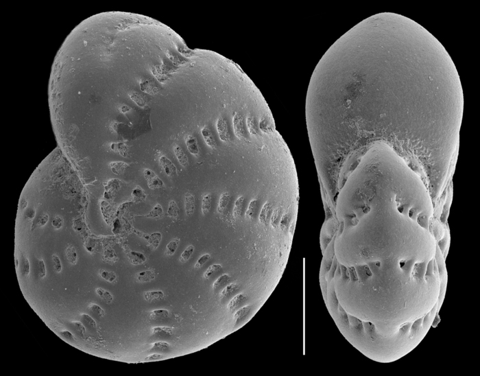 Elphidium lene Cushman and McCulloch, 1940