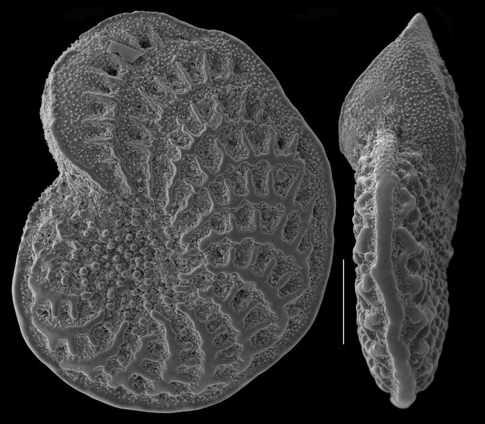 Elphidium fichtelianum Elphidium fichtelianum